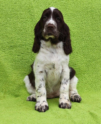 Canouan - English Springer Spaniel - Portée née le 14/10/2024