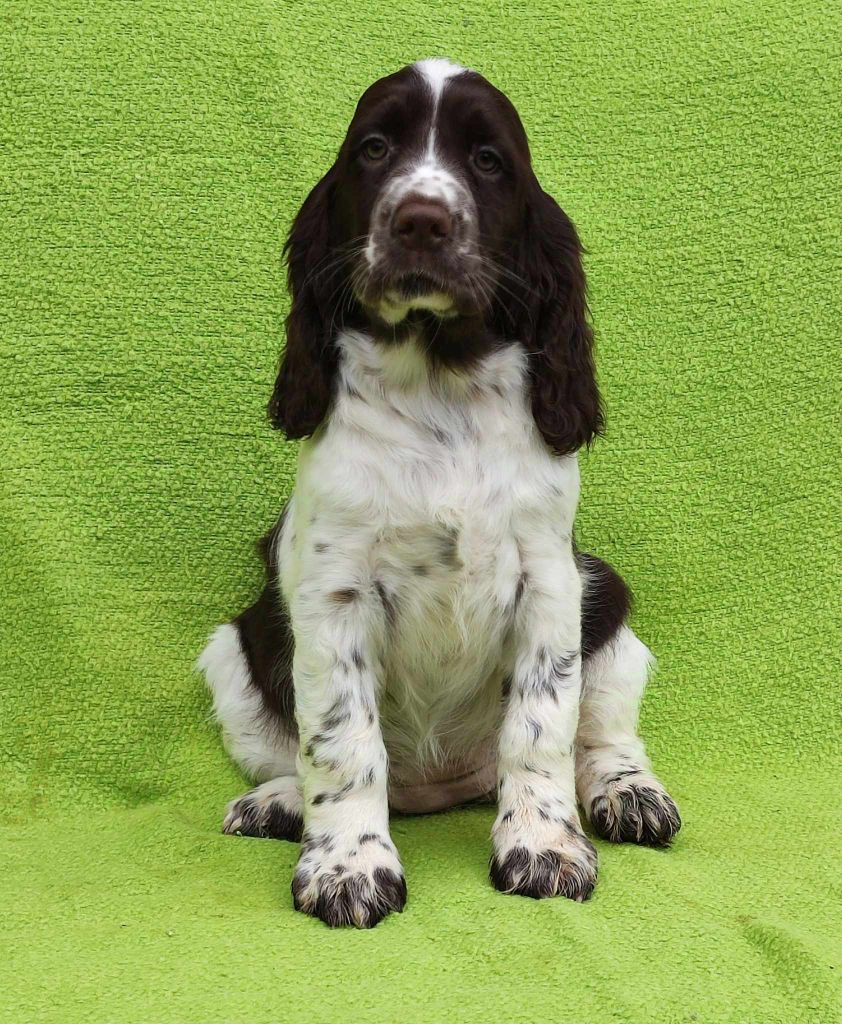 chiot English Springer Spaniel Canouan