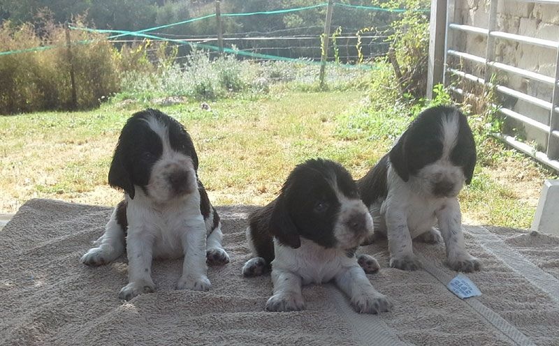 Canouan - English Springer Spaniel - Portée née le 01/08/2016