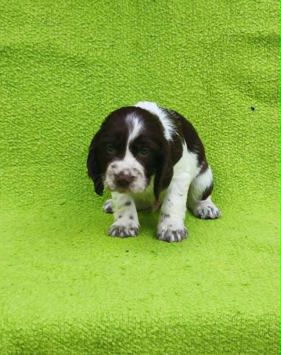 Canouan - Chiots disponibles - English Springer Spaniel