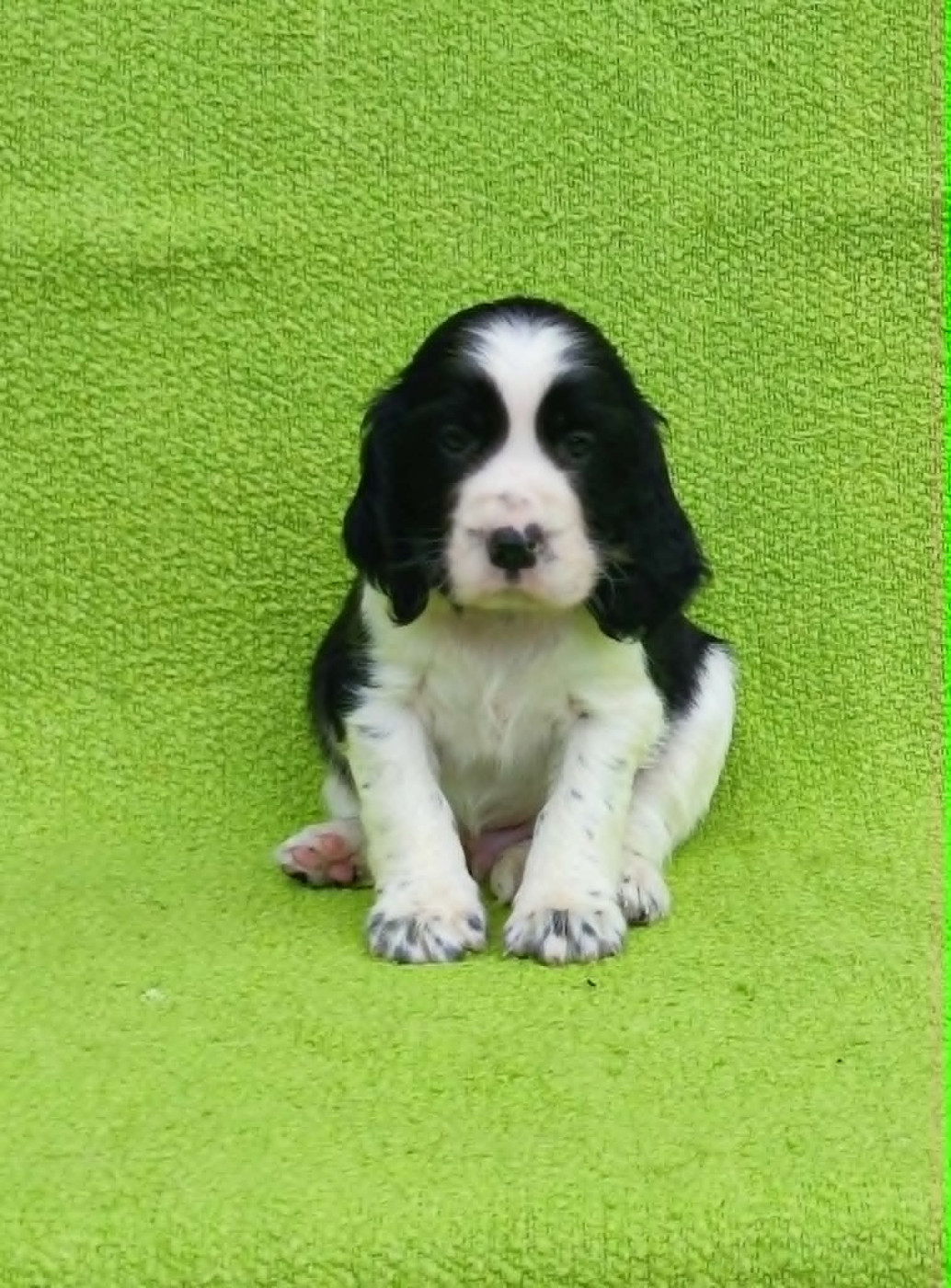 Canouan - Chiots disponibles - English Springer Spaniel