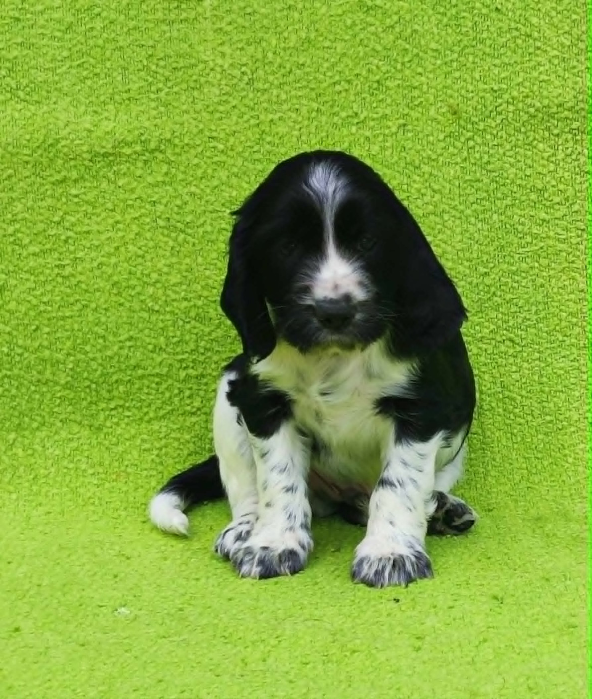 Canouan - Chiots disponibles - English Springer Spaniel