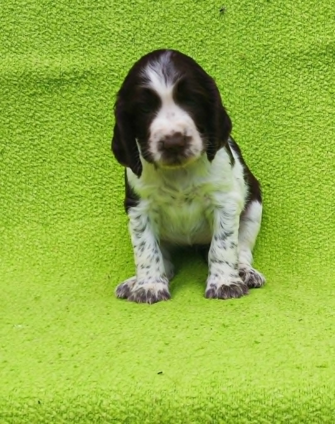 Canouan - Chiots disponibles - English Springer Spaniel