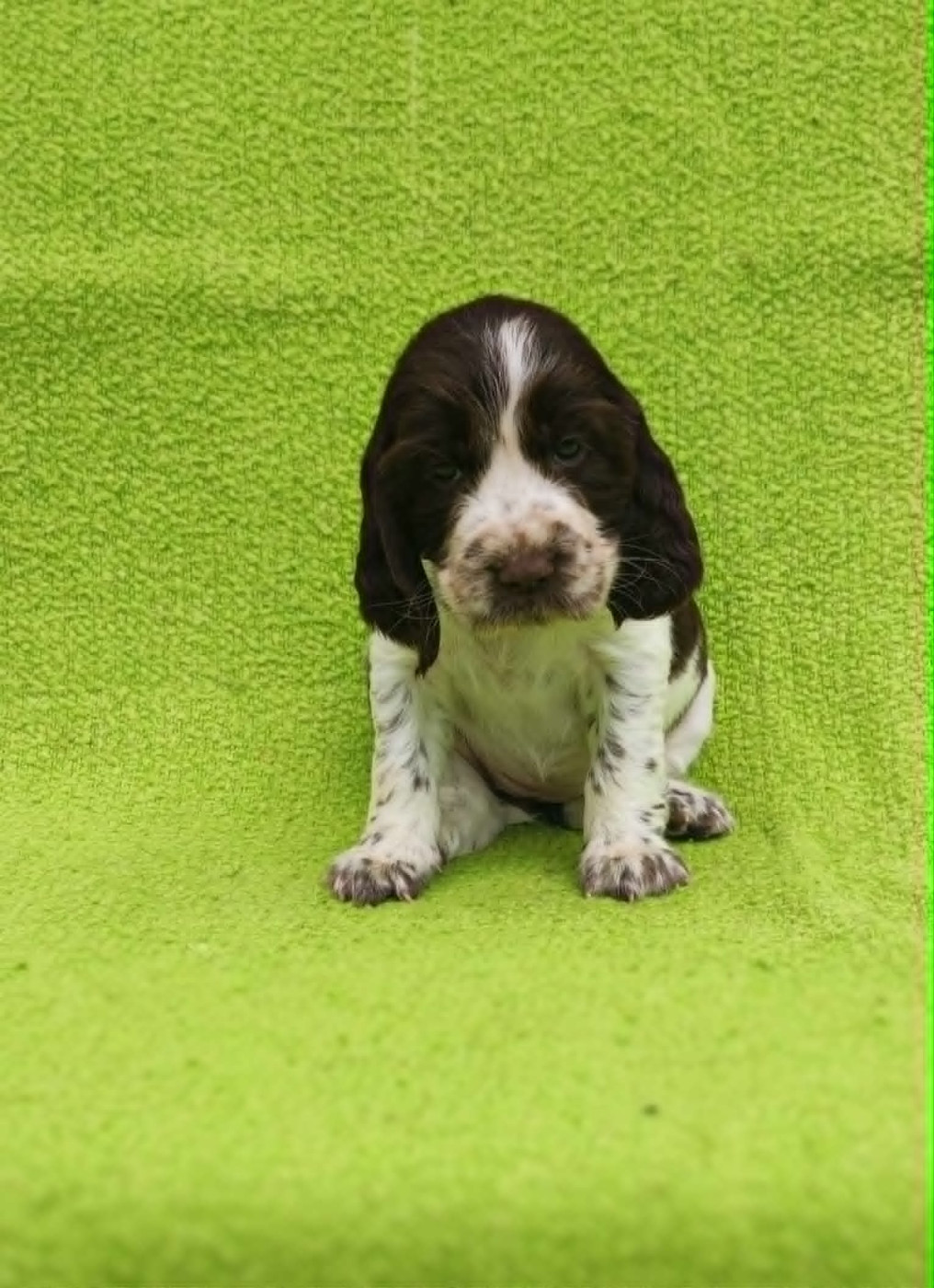 Canouan - Chiots disponibles - English Springer Spaniel