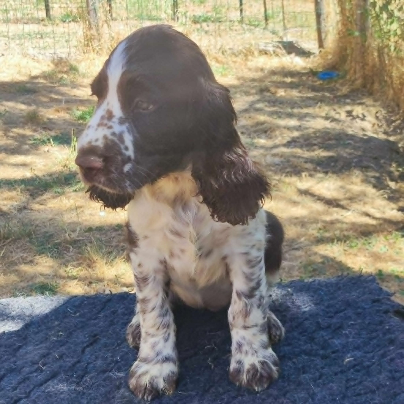 Canouan - Chiots disponibles - English Springer Spaniel