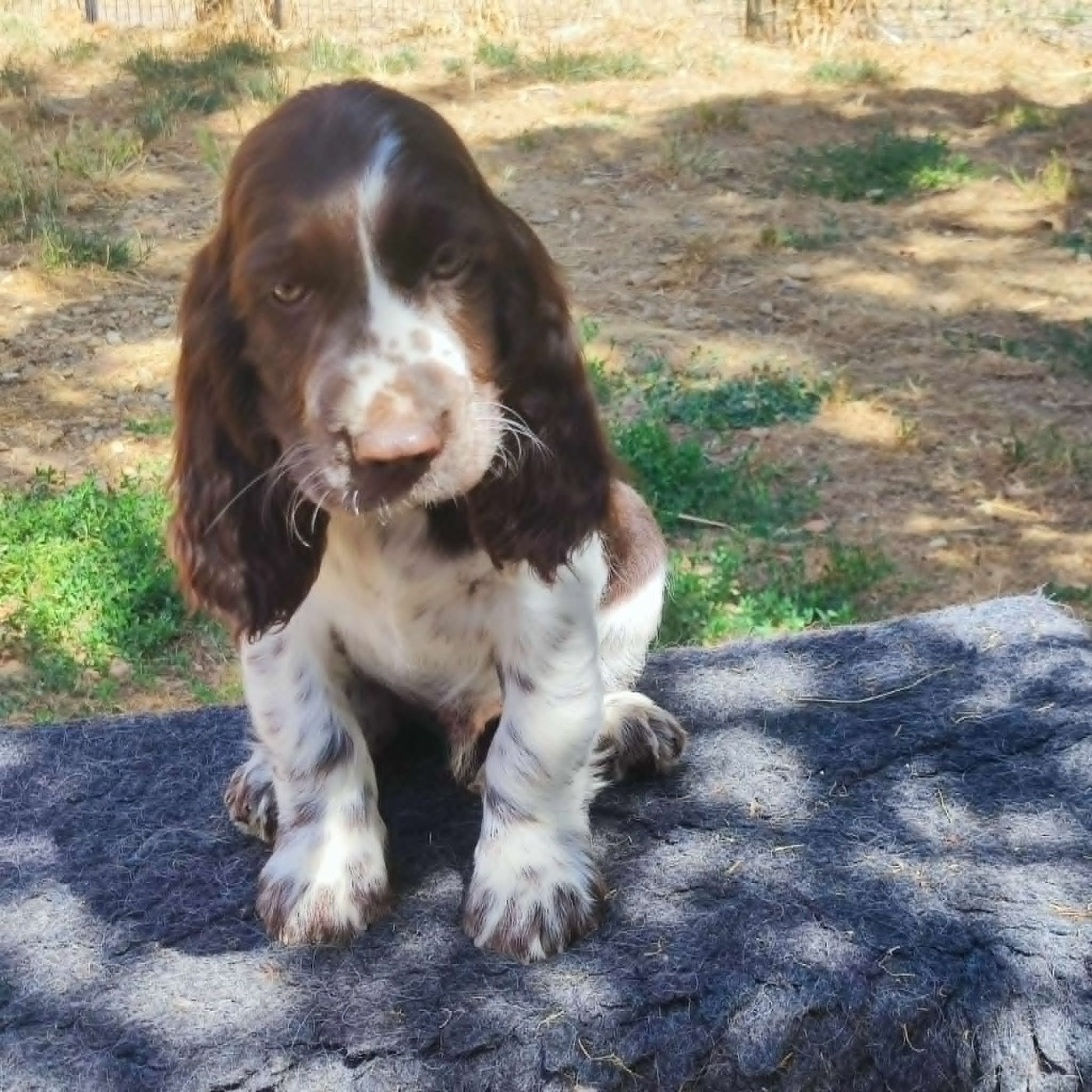 Canouan - Chiots disponibles - English Springer Spaniel
