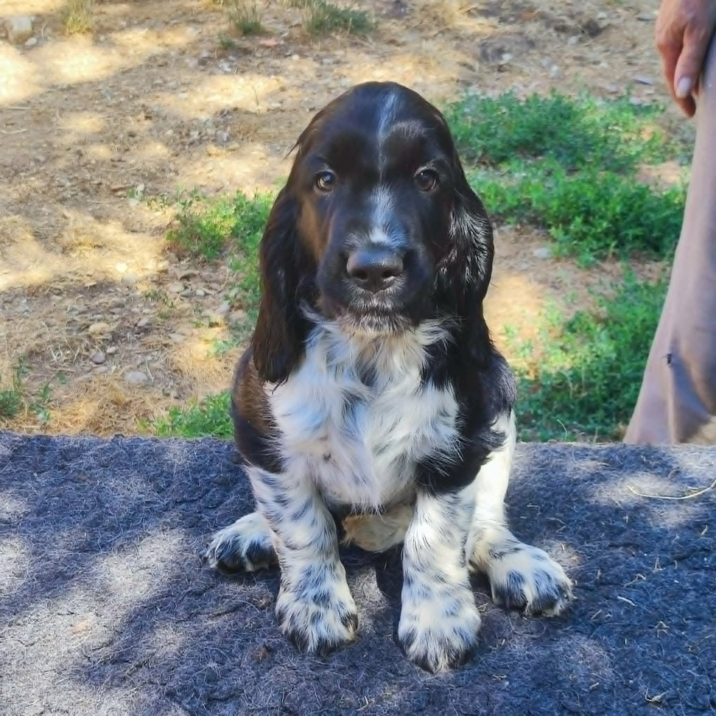 Canouan - Chiots disponibles - English Springer Spaniel