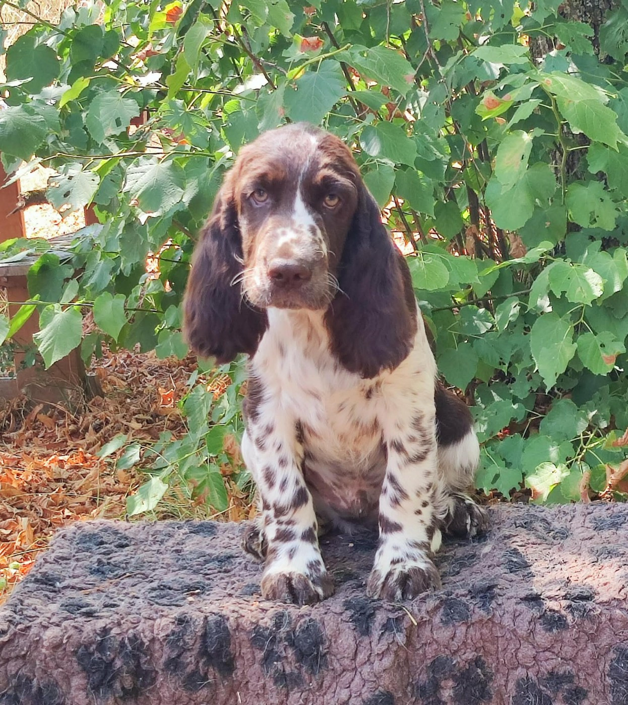 Canouan - Chiots disponibles - English Springer Spaniel