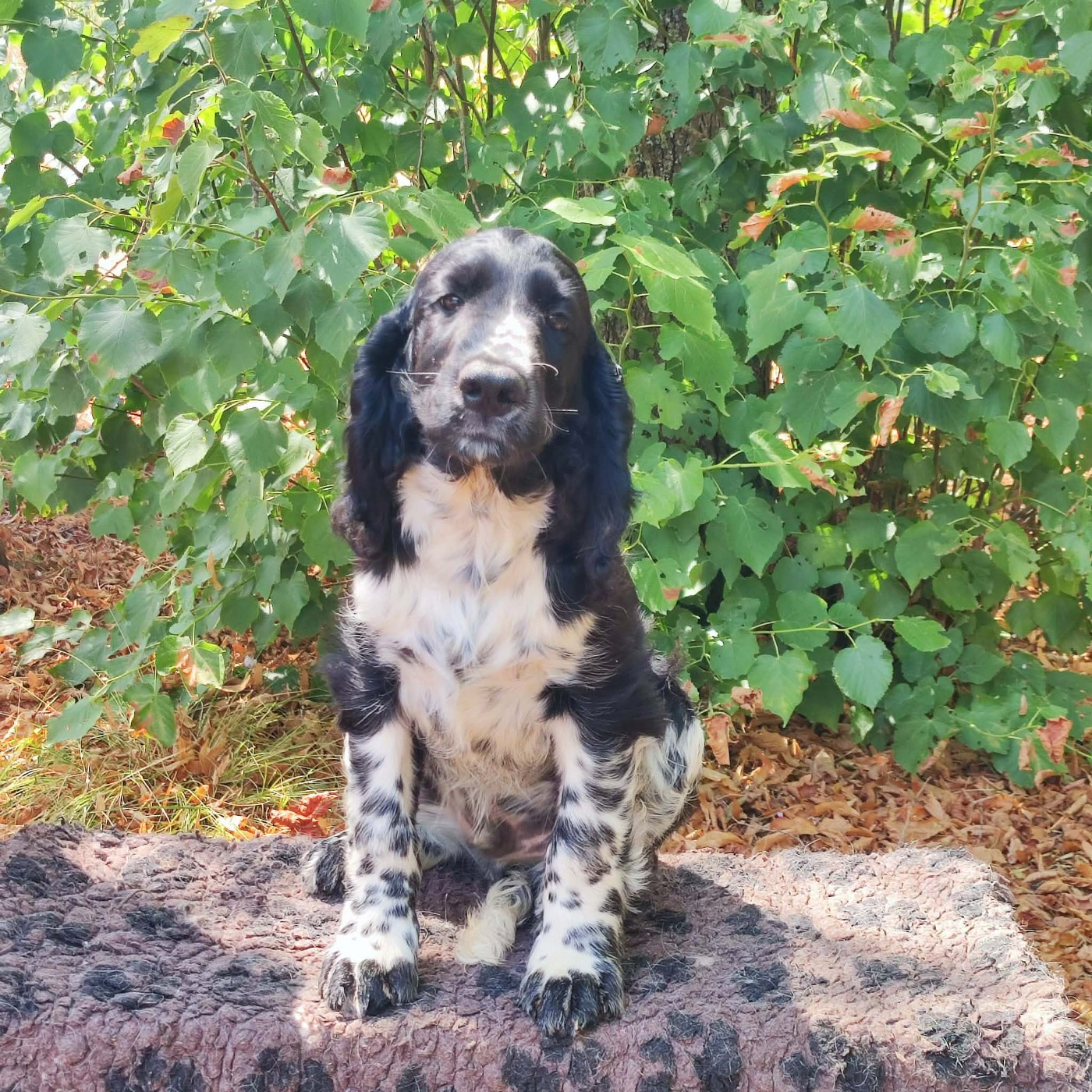 Canouan - Chiots disponibles - English Springer Spaniel