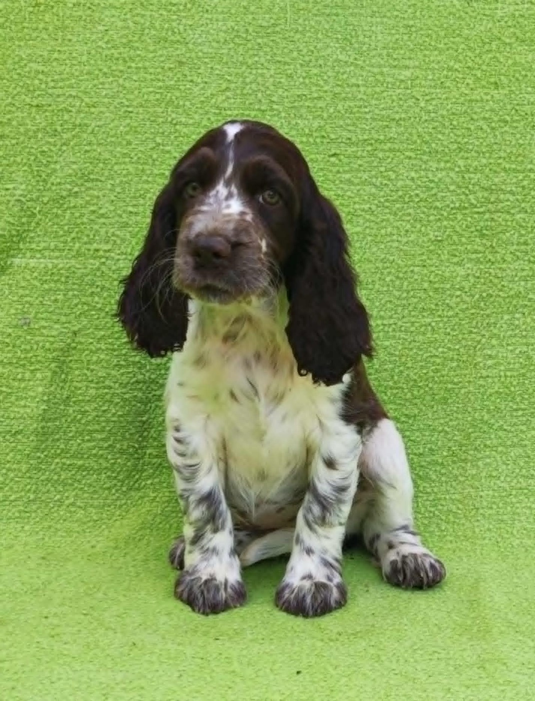 Canouan - English Springer Spaniel - Portée née le 11/04/2025