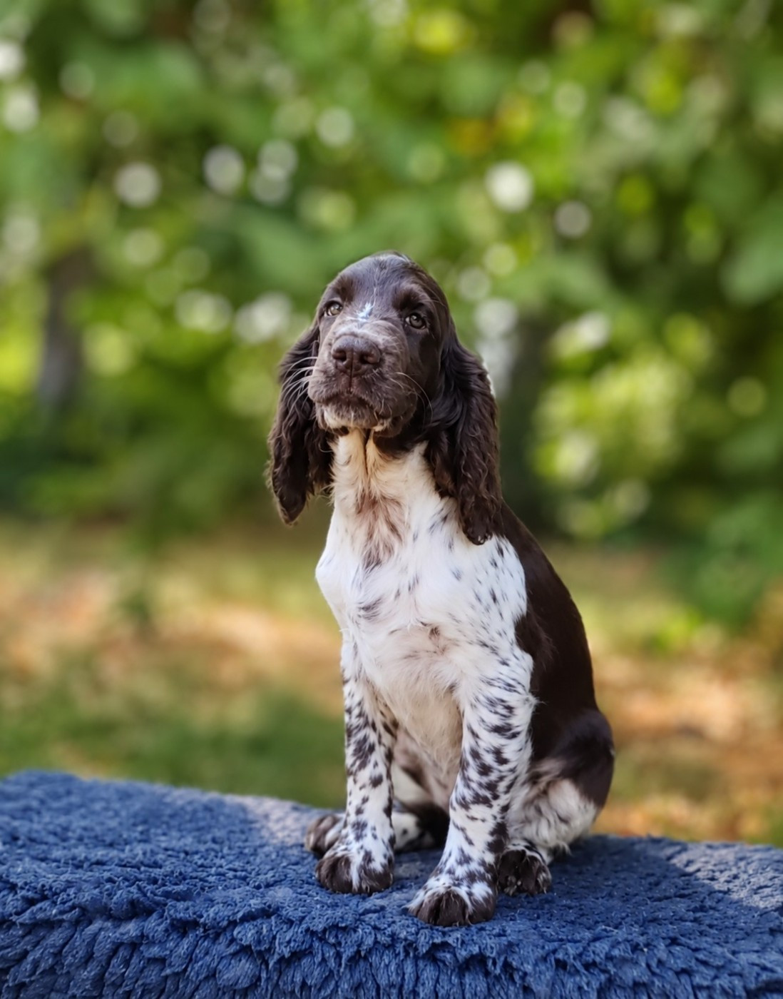 Canouan - Chiots disponibles - English Springer Spaniel