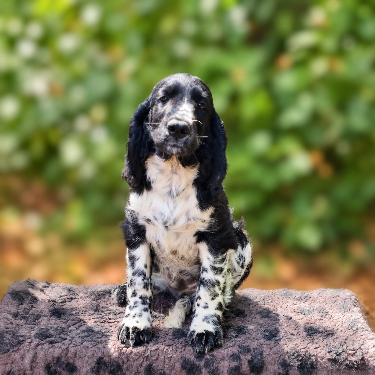 Canouan - Chiots disponibles - English Springer Spaniel