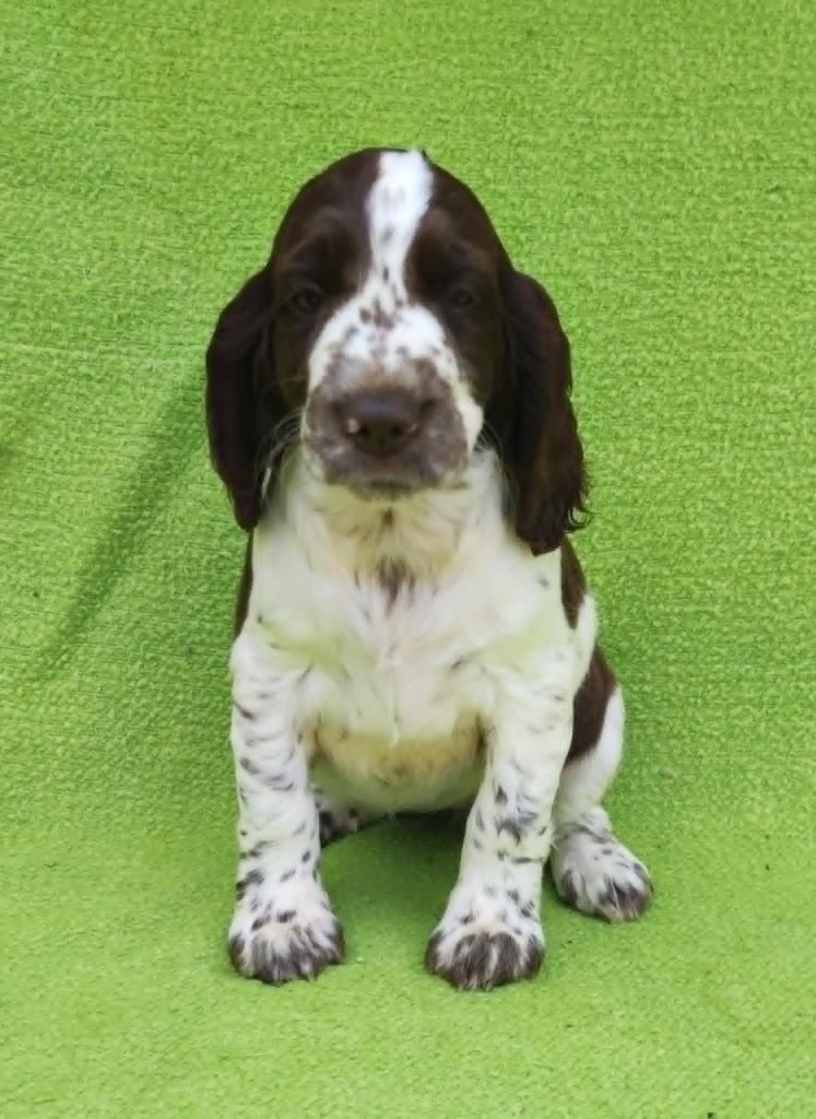 Canouan - Chiots disponibles - English Springer Spaniel