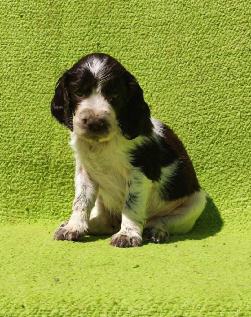 Canouan - Chiots disponibles - English Springer Spaniel
