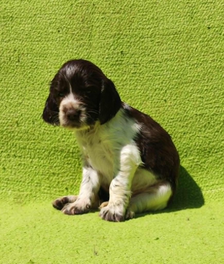 Canouan - Chiots disponibles - English Springer Spaniel