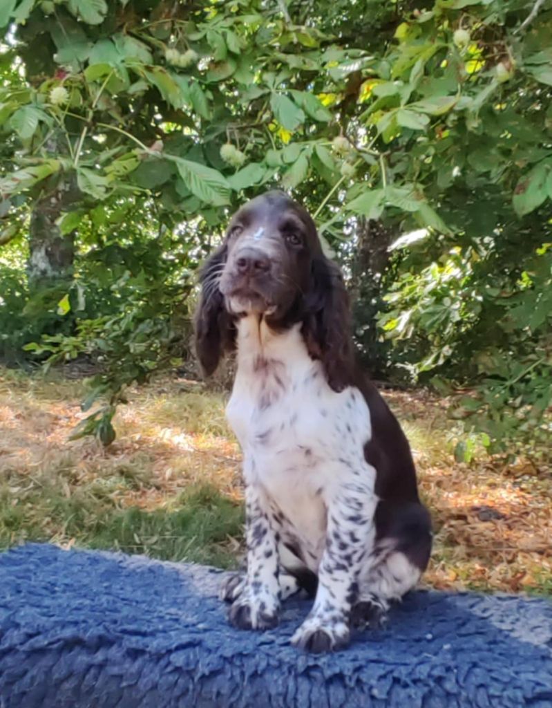 Canouan - Chiots disponibles - English Springer Spaniel