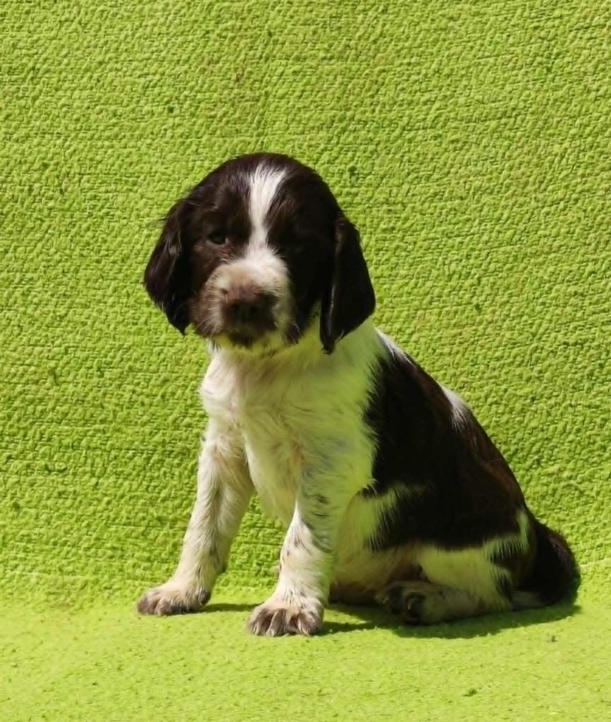 Canouan - Chiots disponibles - English Springer Spaniel