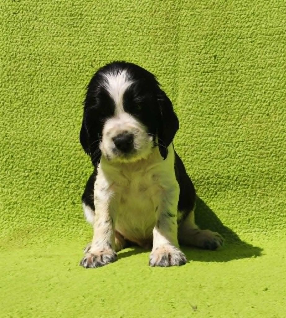 Canouan - Chiots disponibles - English Springer Spaniel