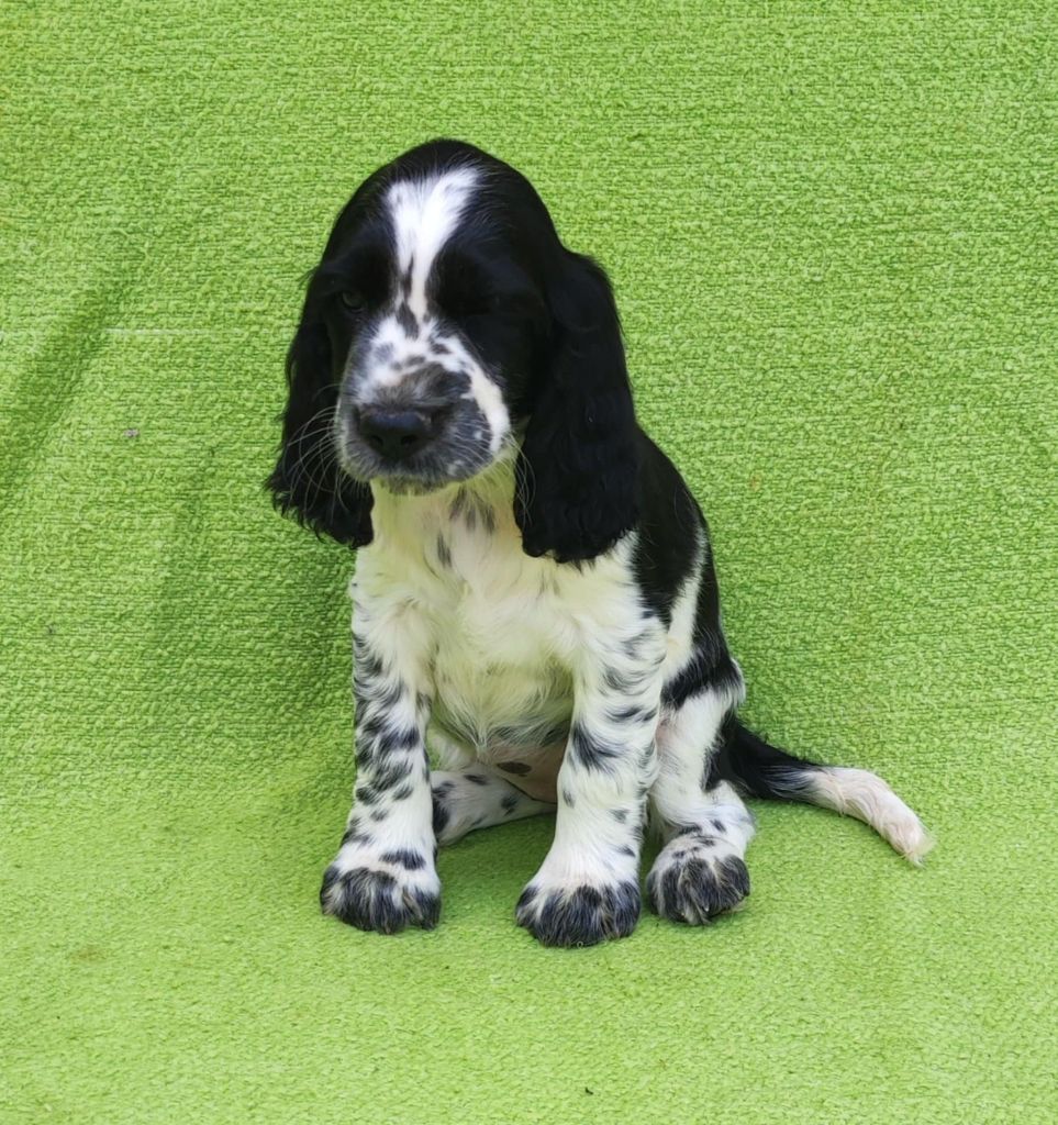 Canouan - Chiots disponibles - English Springer Spaniel