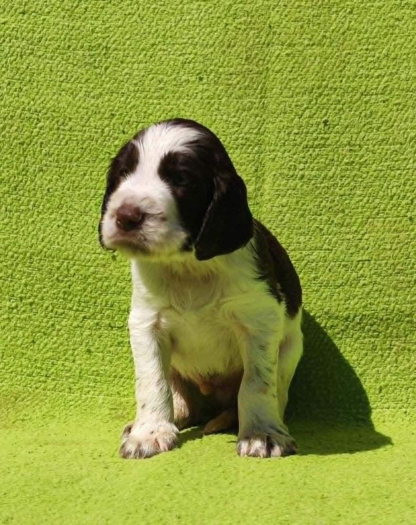 Canouan - Chiots disponibles - English Springer Spaniel