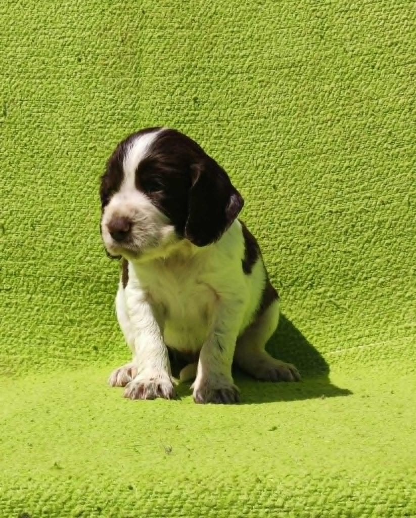Canouan - Chiots disponibles - English Springer Spaniel