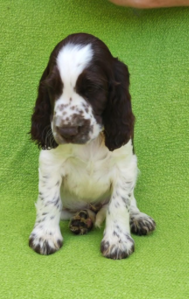 Canouan - Chiots disponibles - English Springer Spaniel