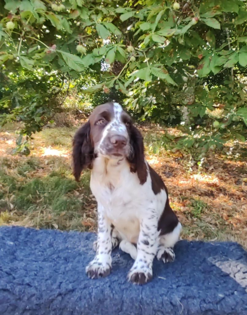 Canouan - Chiots disponibles - English Springer Spaniel