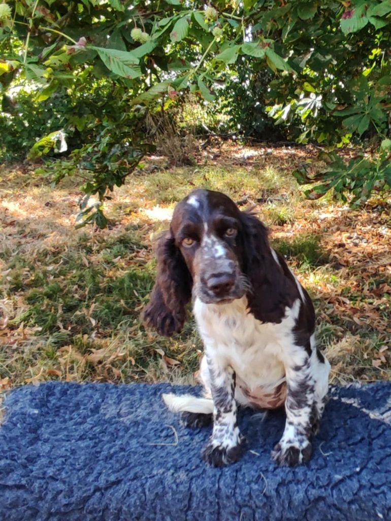 Canouan - Chiots disponibles - English Springer Spaniel
