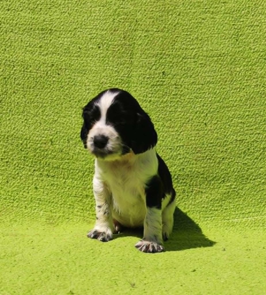 Canouan - Chiots disponibles - English Springer Spaniel