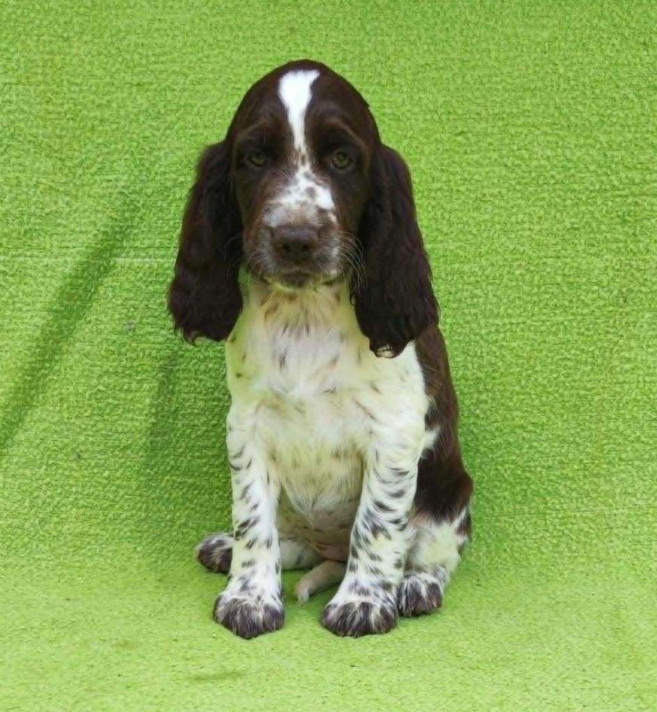 Canouan - Chiots disponibles - English Springer Spaniel