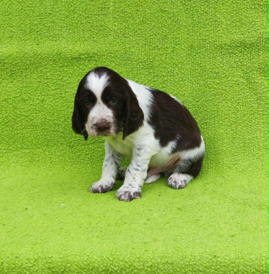 Chiot N°1