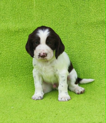 Chiot N°2