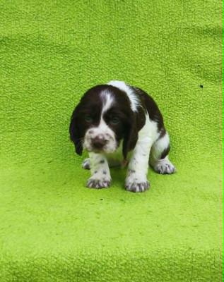 Chiot 3