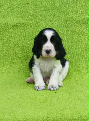 Chiot 4