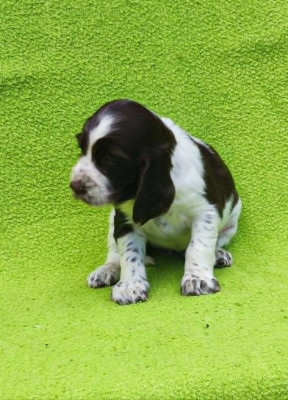 Chiot N°6