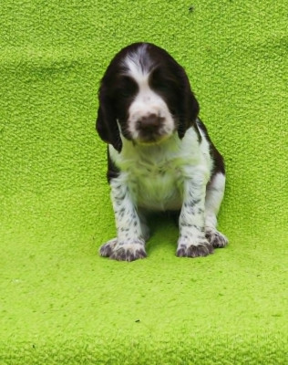 Chiot 7