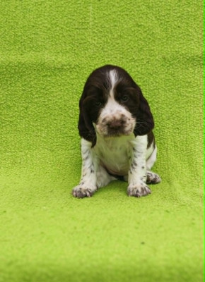Chiot 8