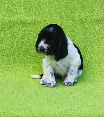 Chiot N°9