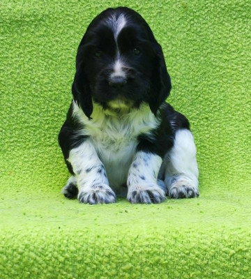 Chiot N°10