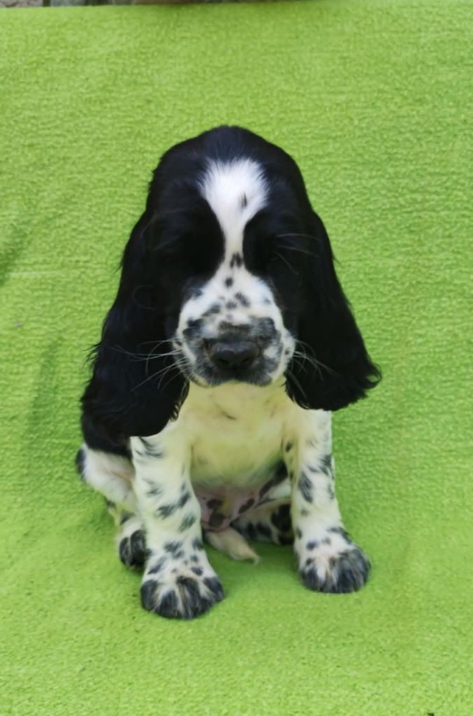 Canouan - Chiots disponibles - English Springer Spaniel