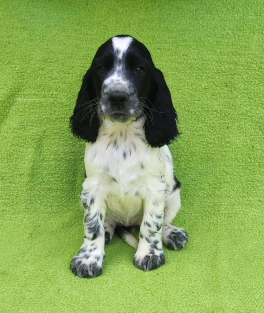 Canouan - Chiots disponibles - English Springer Spaniel