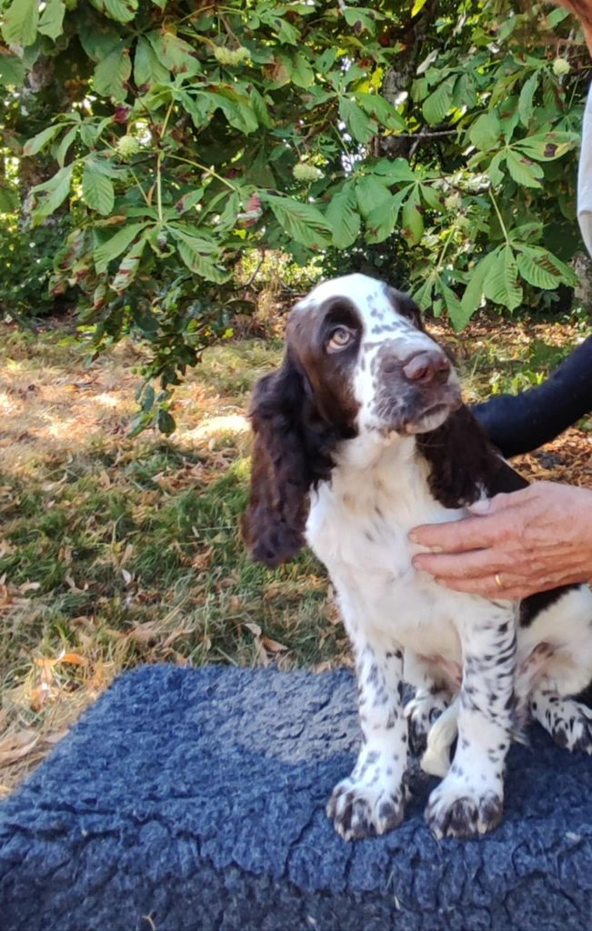 Canouan - Chiots disponibles - English Springer Spaniel
