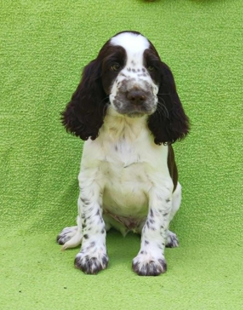 Canouan - Chiots disponibles - English Springer Spaniel