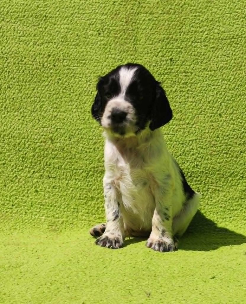 Canouan - Chiots disponibles - English Springer Spaniel